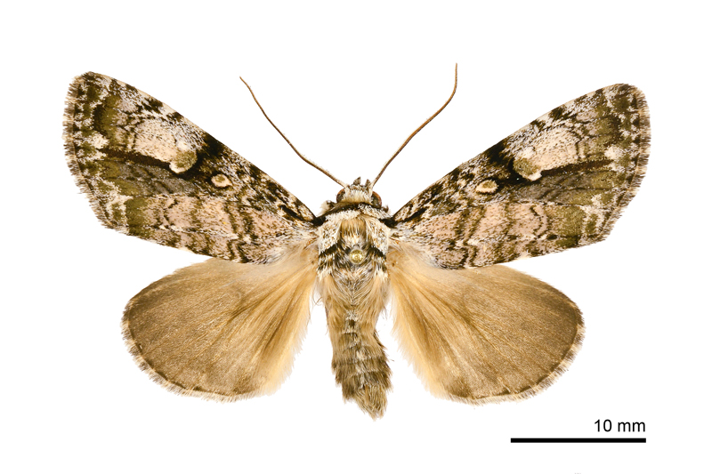 Anacronicta nitida Male